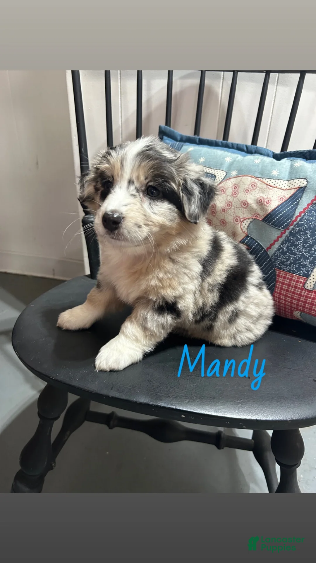 Miniature Australian Shepherd dogs for sale: Mandy - Ad 1
