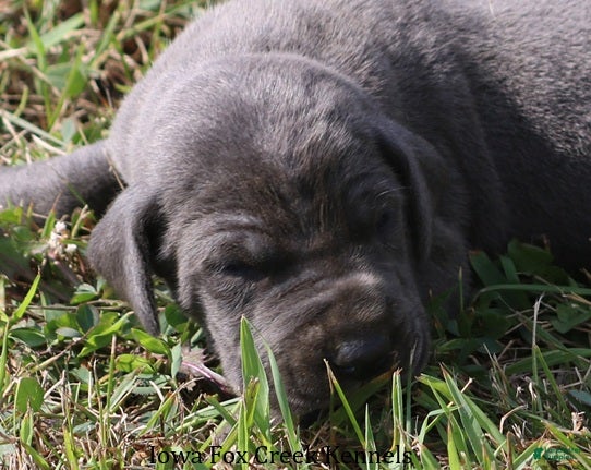 Great Dane dogs Sapphire - Ad 21