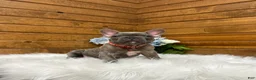 French Bulldog dogs for sale: Ryder - Ad 3