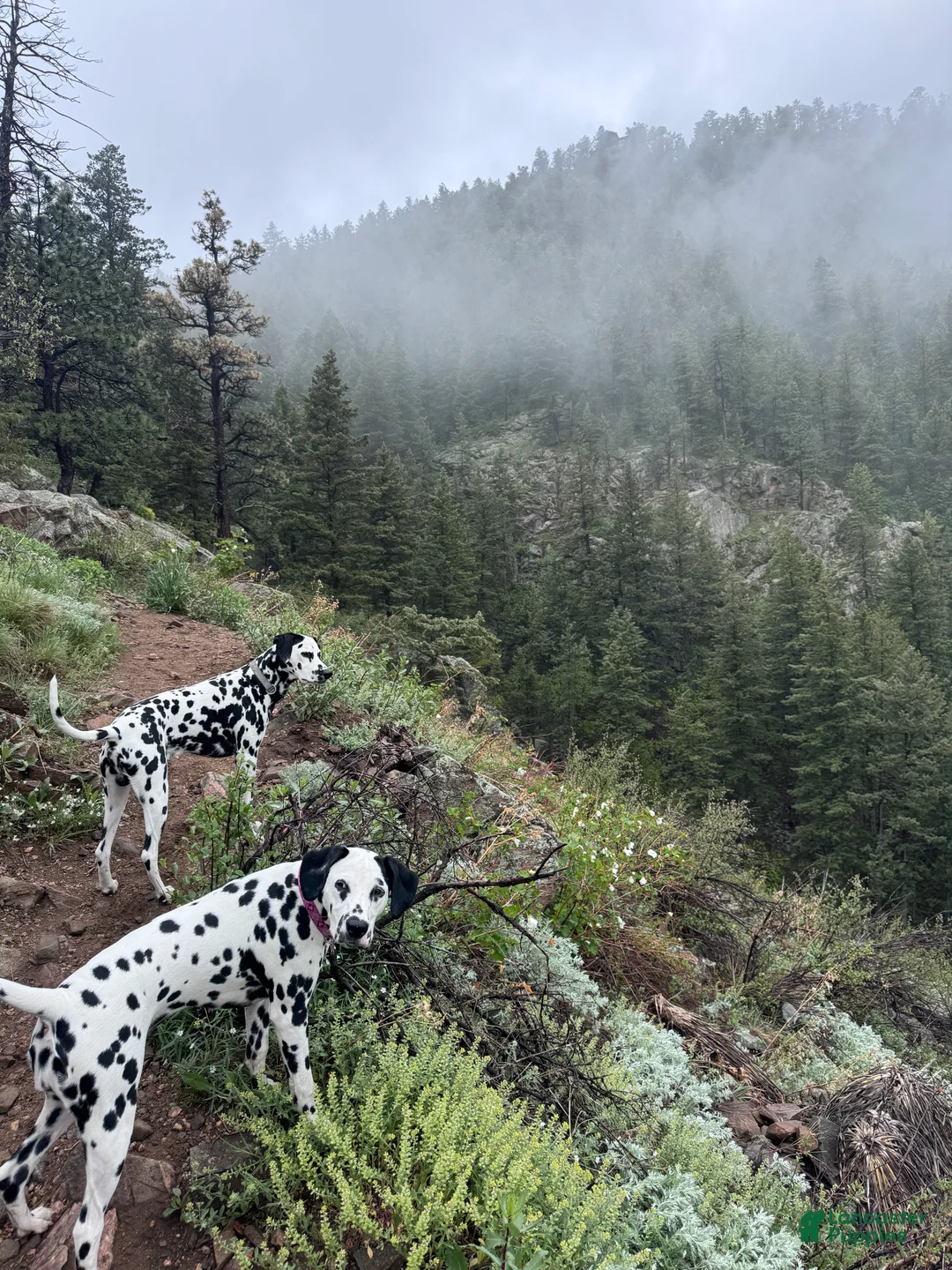 Dalmatian dogs for sale: Dalmatian Puppy 2 - Ad 7