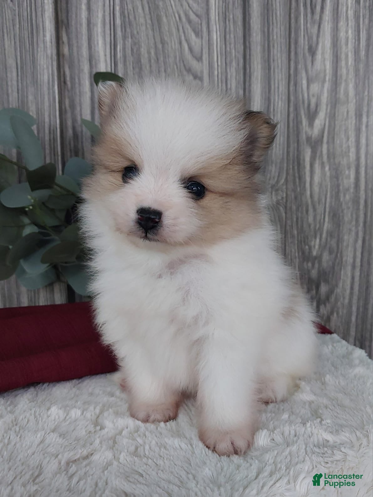 Pomeranian dogs Luca - Ad 17