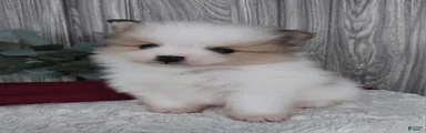 Luca