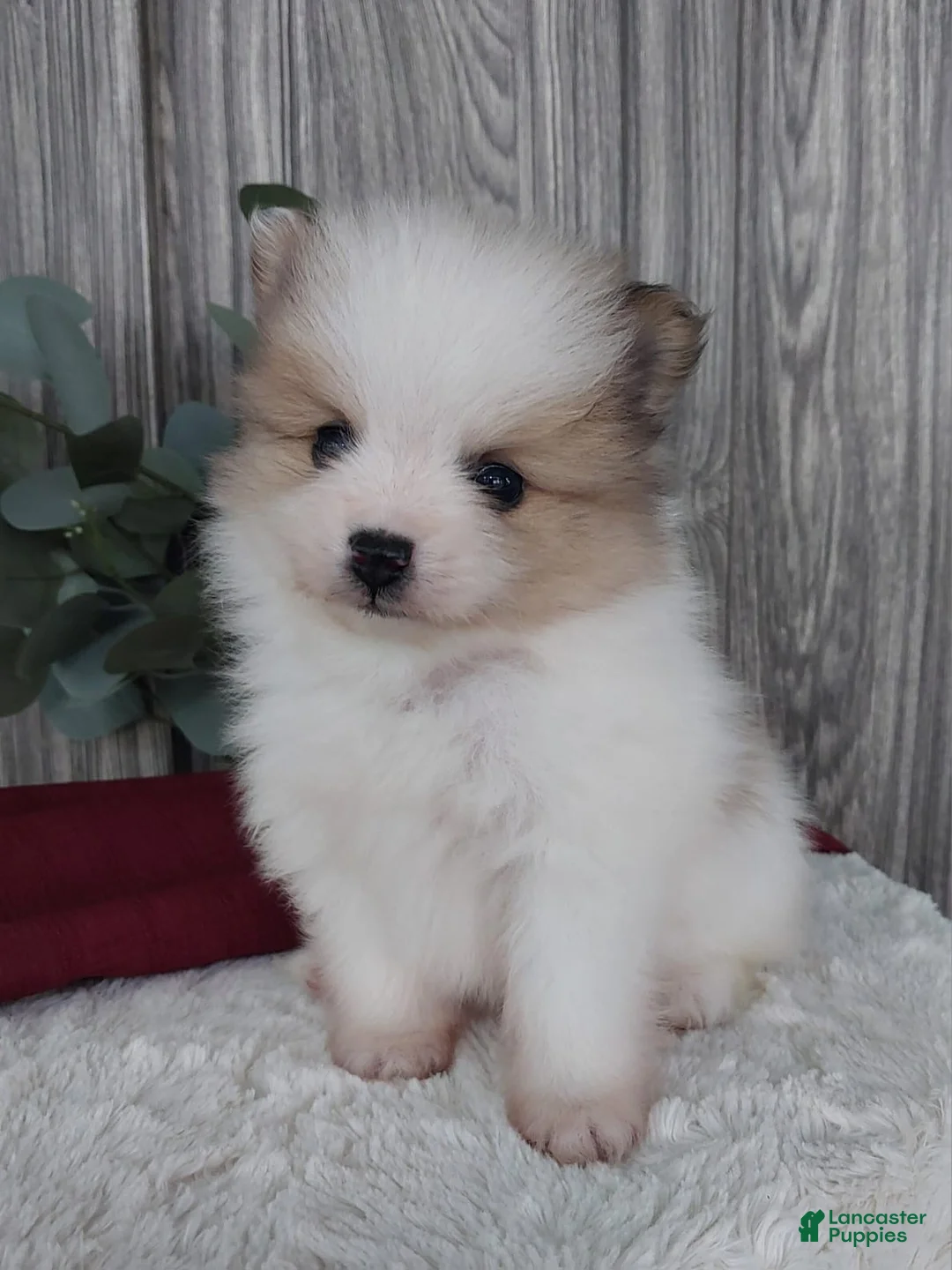 Pomeranian dogs for sale: Luca - Ad 1