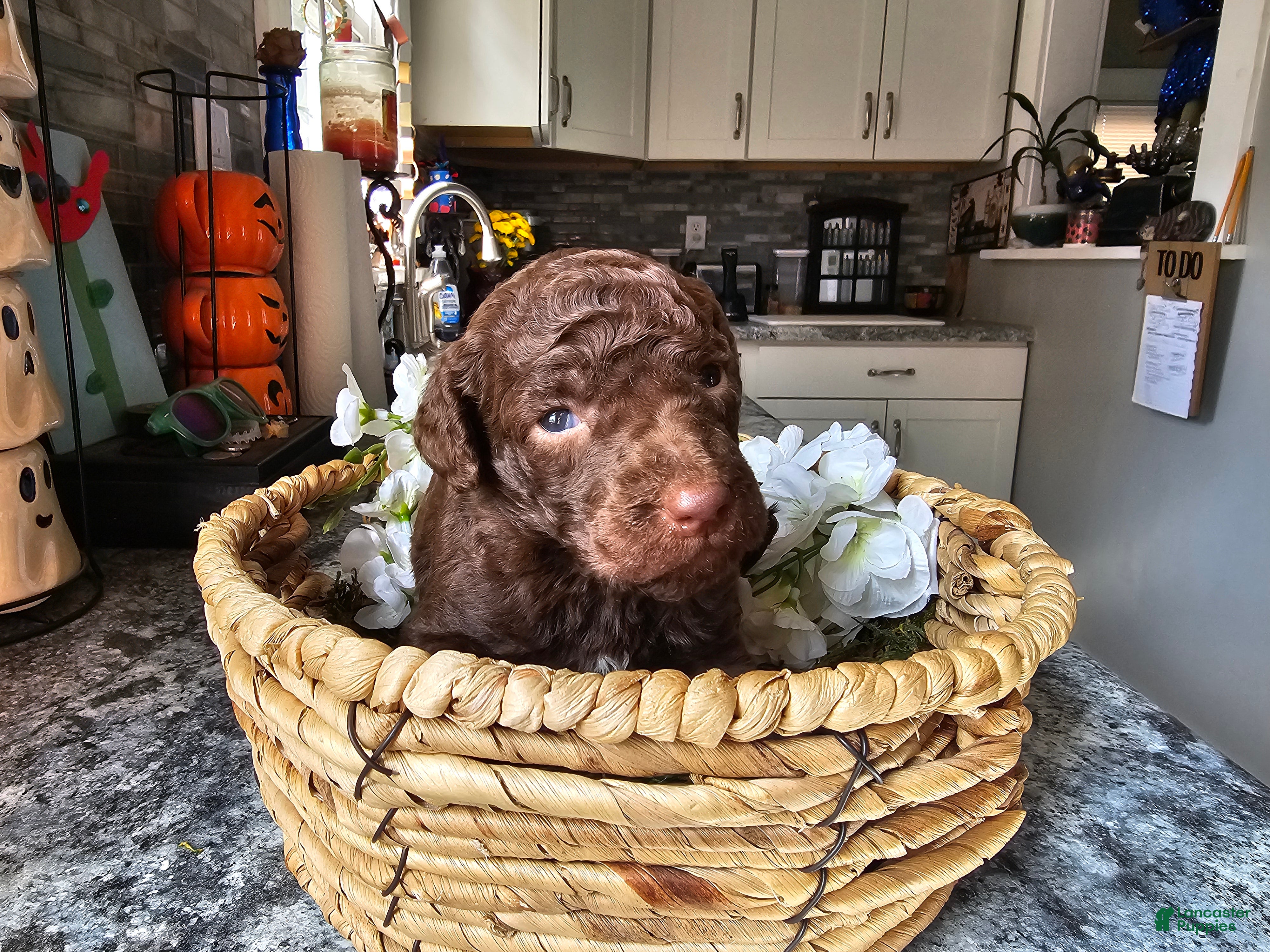 Standard Poodle dogs Michael Scott - Ad 2