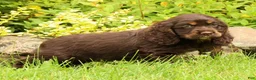 Cocker Spaniel dogs for sale: Melody - Ad 3