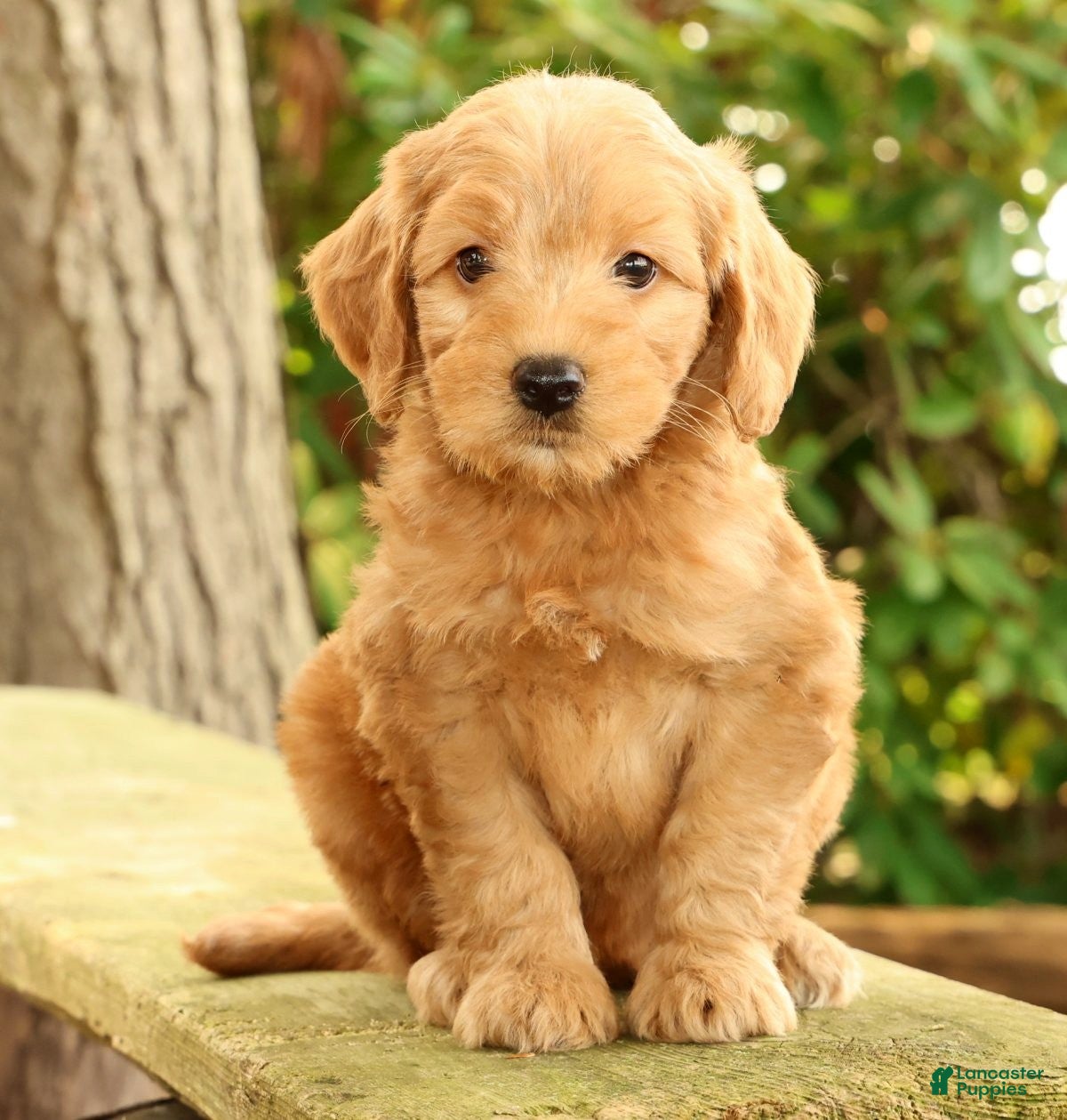Mini Goldendoodle dogs Molly - Ad 1