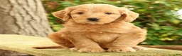 Mini Goldendoodle dogs for sale: Molly - Ad 1