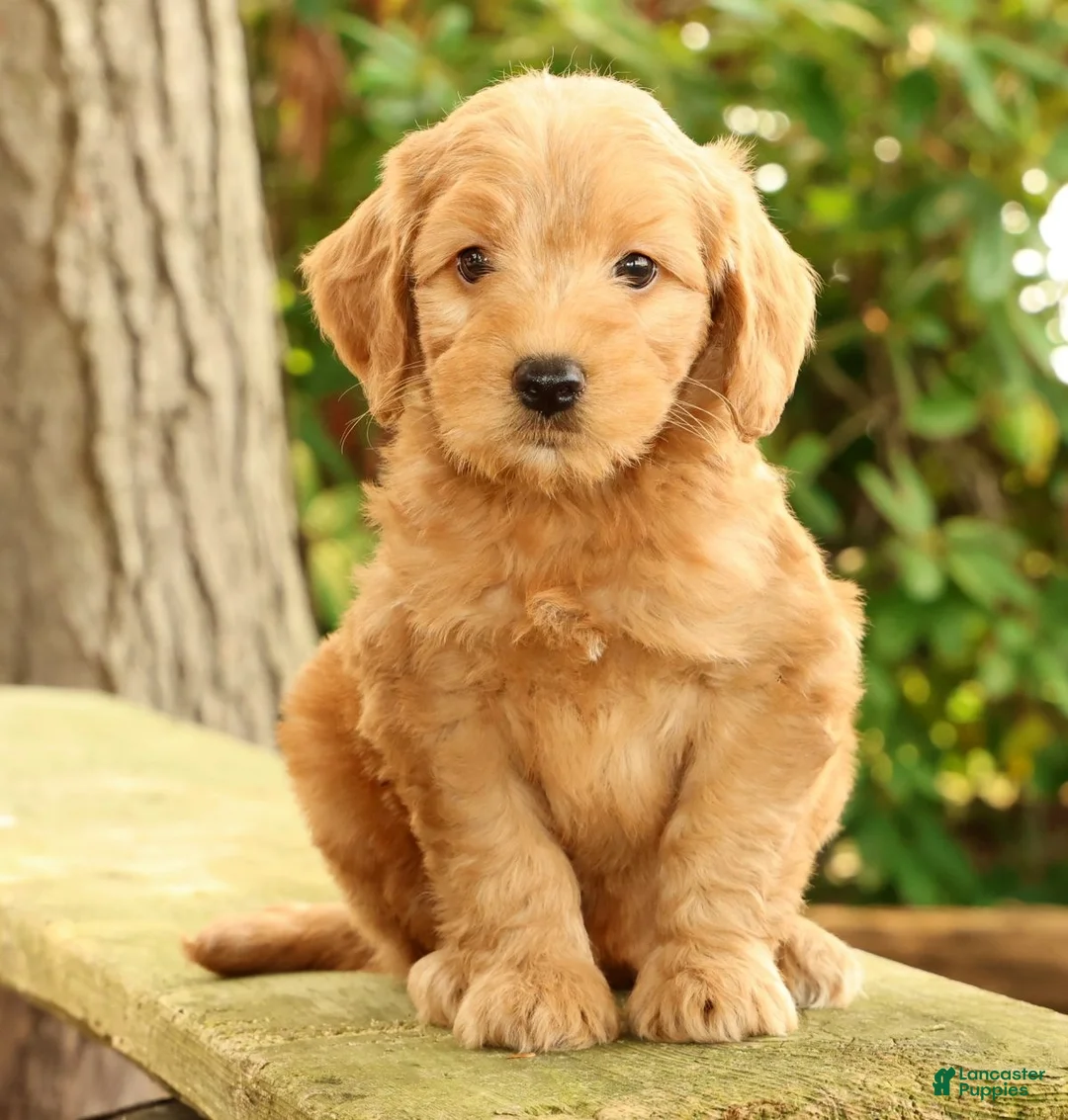 Mini Goldendoodle dogs for sale: Molly - Ad 1