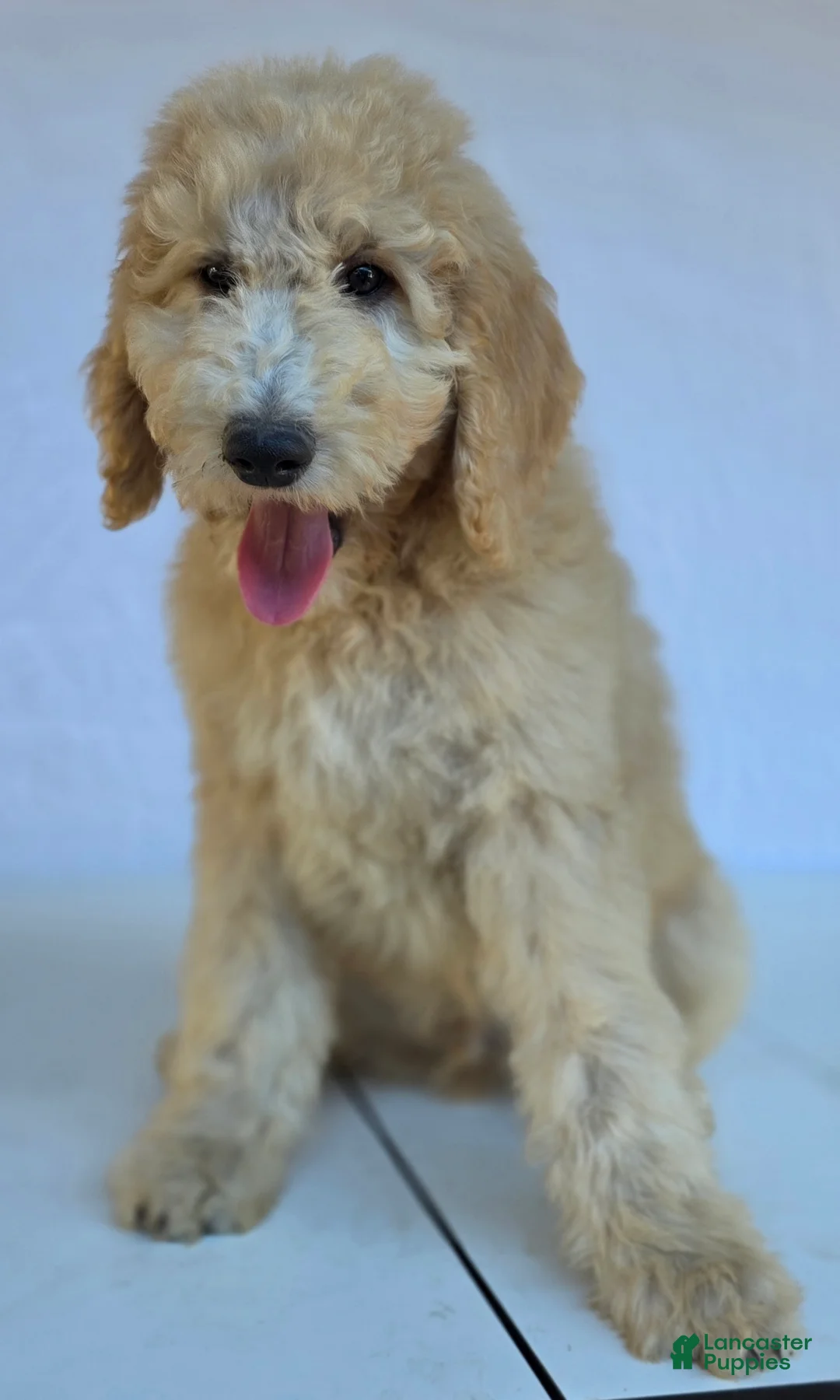 Goldendoodle dogs for sale: Biscuit - Ad 5
