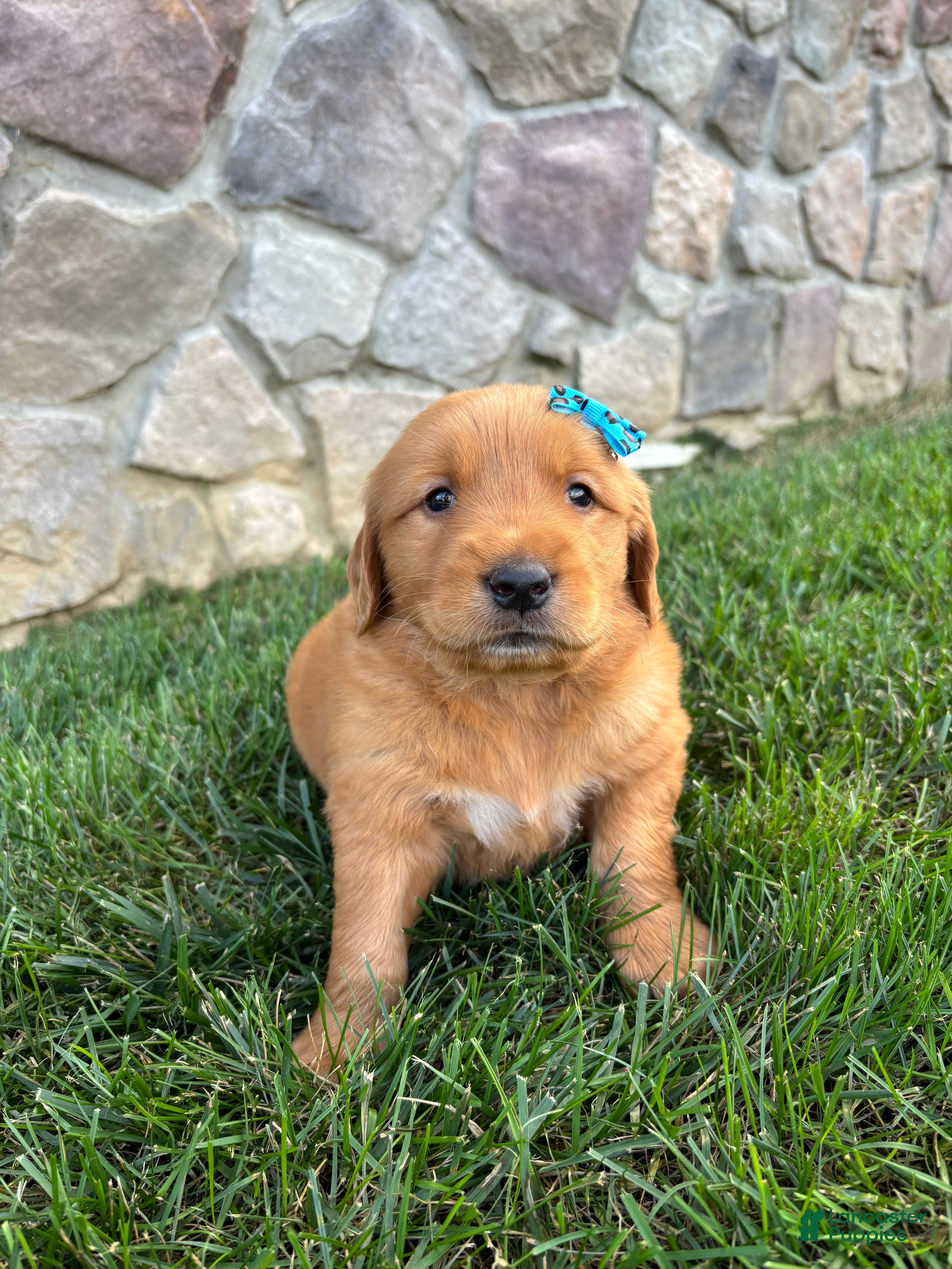 Golden Retriever dogs for sale: Rugor - Ad 2
