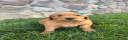 Golden Retriever dogs for sale: Rugor - Ad 1