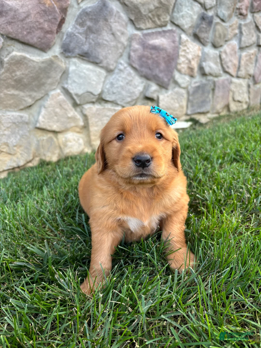 Golden Retriever dogs for sale: Rugor - Ad 1