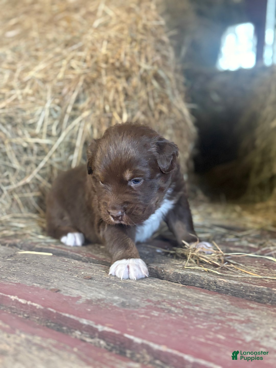 Australian Shepherd dogs for sale: Lara - Ad 7