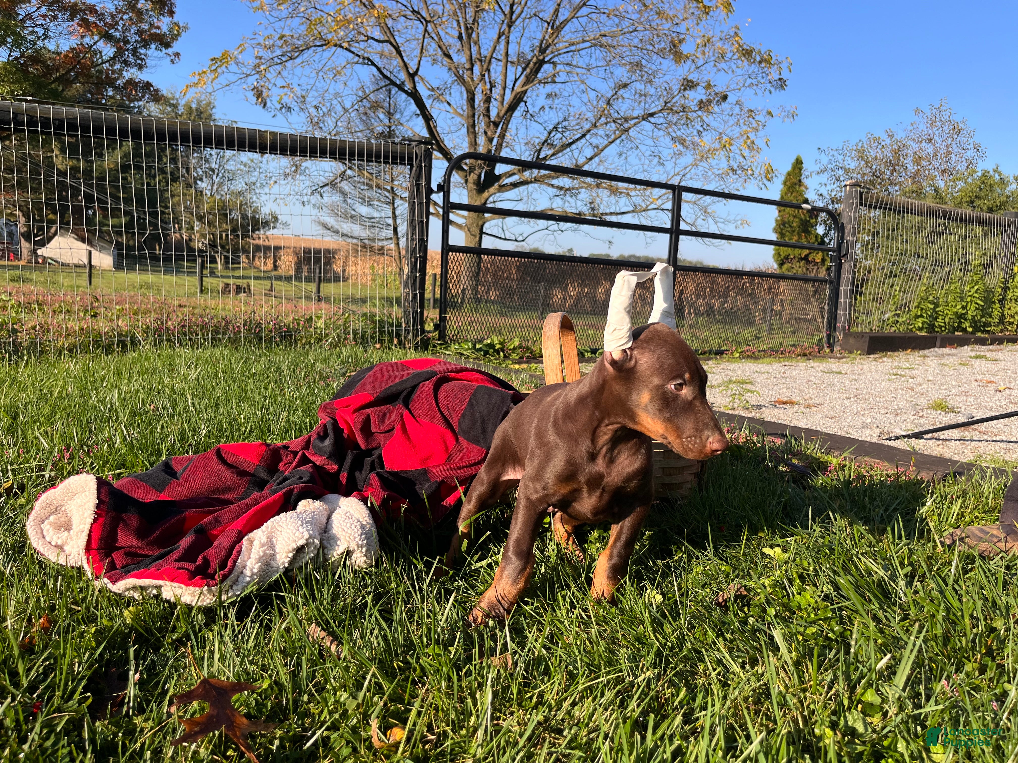 Doberman Pinscher dogs Alpha Big Red ❤️AKC  Champion Bloodlines  - Ad 2