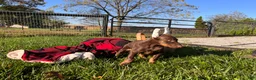 Doberman Pinscher dogs for sale: Alpha Big Red ❤️AKC  Champion Bloodlines  - Ad 2