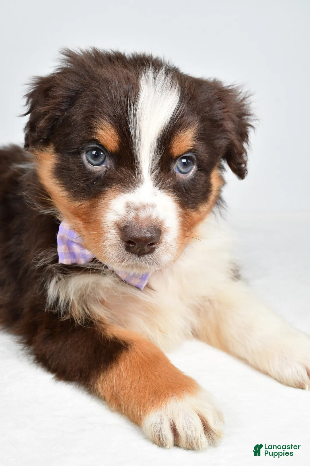 Australian Shepherd dogs for sale: Balia  - Ad 2