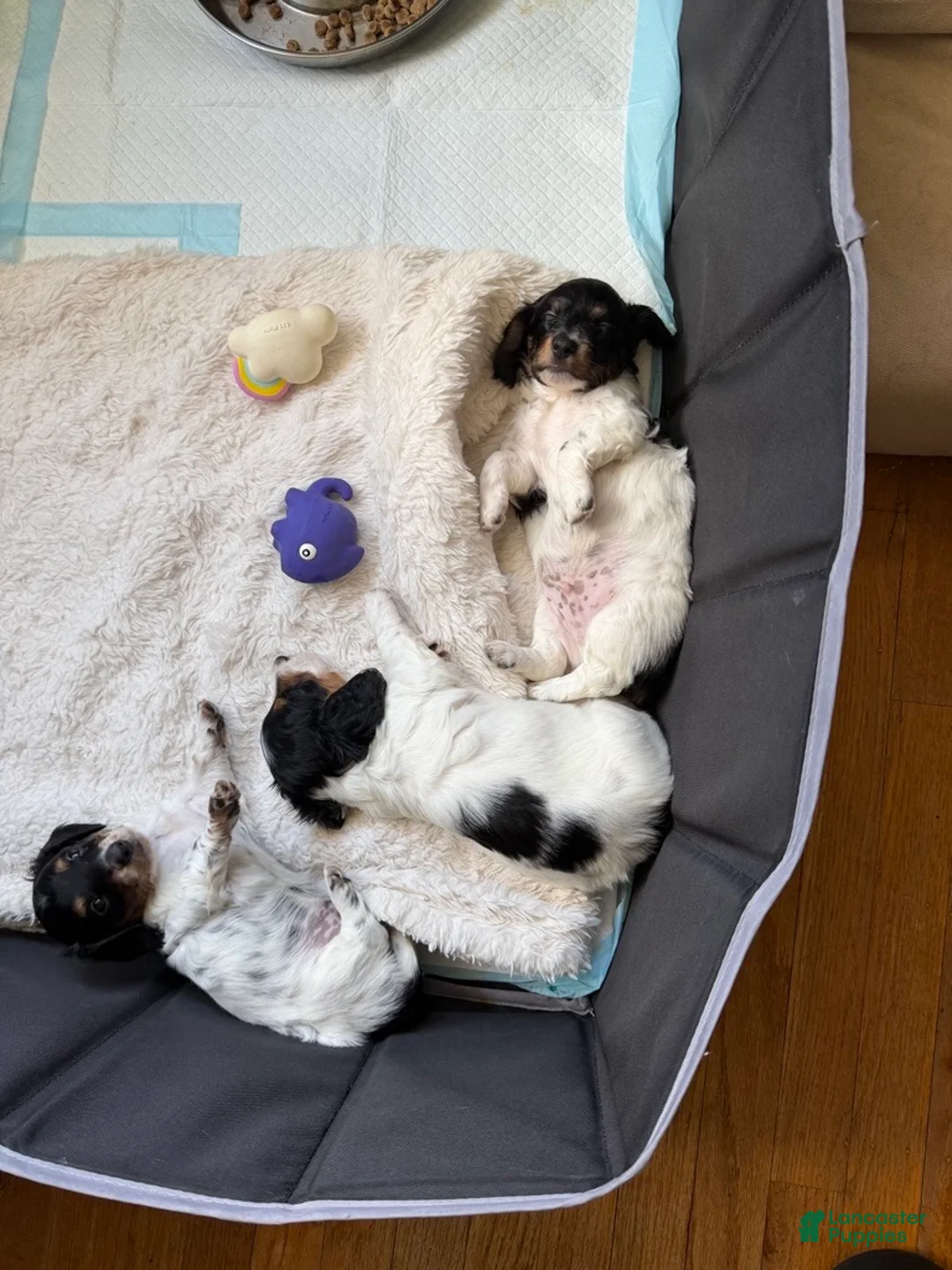 Miniature Dachshund dogs for sale: Miniature Dachshund 2 - Ad 2