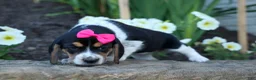 Beagle dogs for sale: Cora 💖 - Ad 6