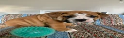 Beabull dogs for sale: Charles  - Ad 4