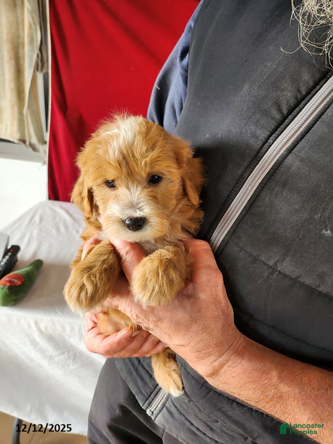 Mini Goldendoodle dogs for sale: Ryan - Ad 3