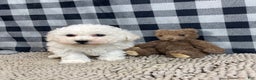 Bichon Frise dogs for sale: Bruce - Ad 5