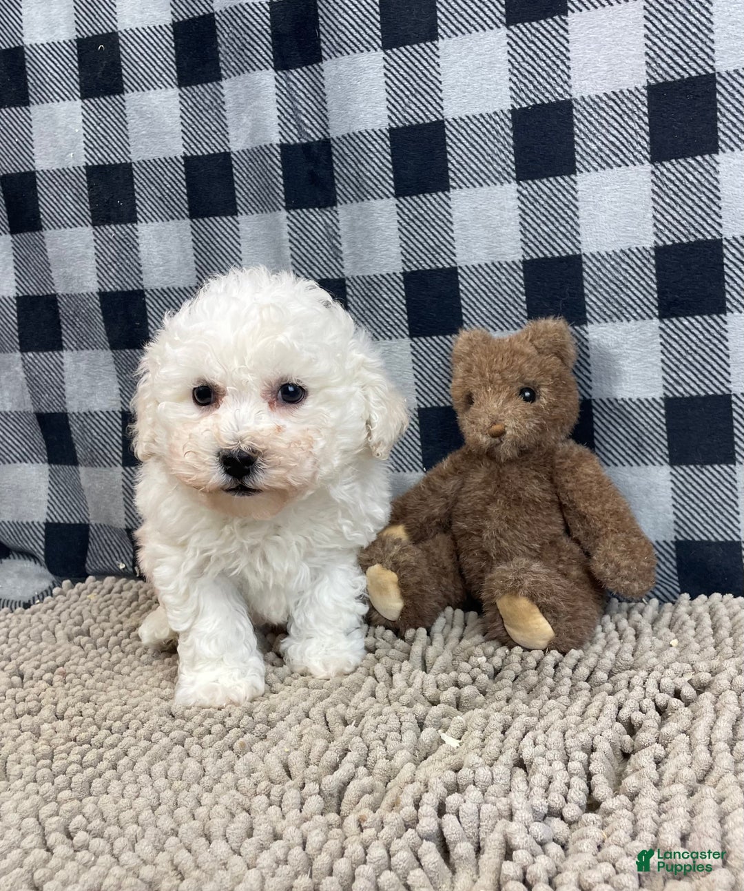 Bichon Frise dogs for sale: Bruce - Ad 5