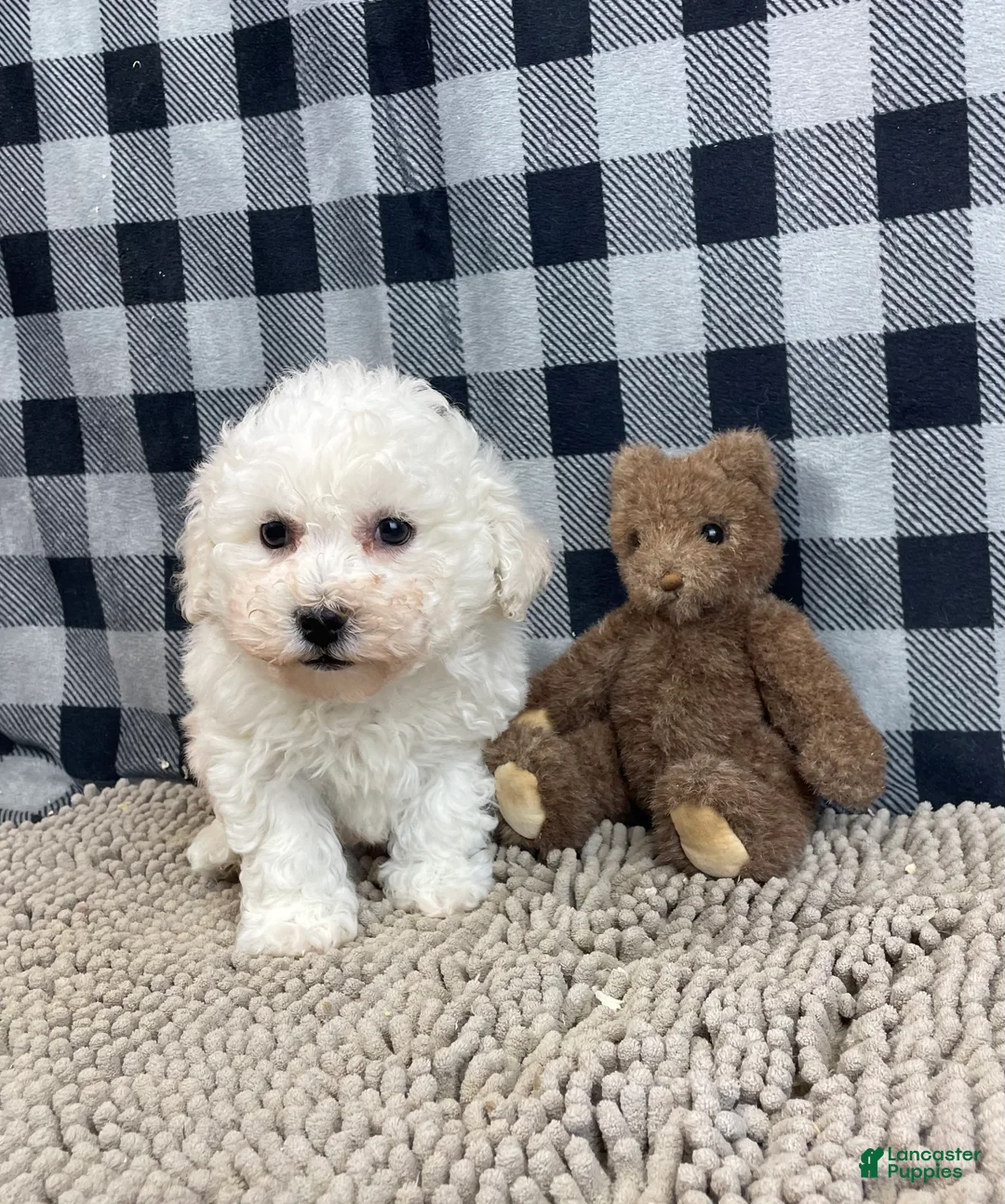 Bichon Frise dogs for sale: Bruce - Ad 5