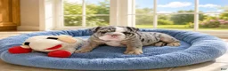 English Bulldog dogs for sale: Tank - Ad 4