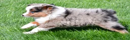 Miniature Australian Shepherd dogs for sale: Skye - Ad 11
