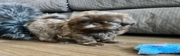 Shih Tzu dogs for sale: Snorlax - Ad 9