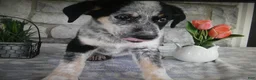 Mixed Breed dogs for sale: Mixed Breed 1 Coyote - Ad 2