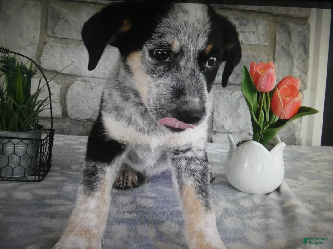 Mixed Breed dogs for sale: Mixed Breed 1 Coyote - Ad 2