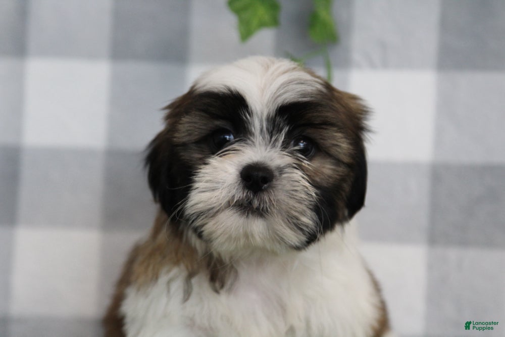 Shih Tzu dogs Flint - Ad 2