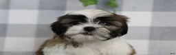 Shih Tzu dogs for sale: Flint - Ad 2