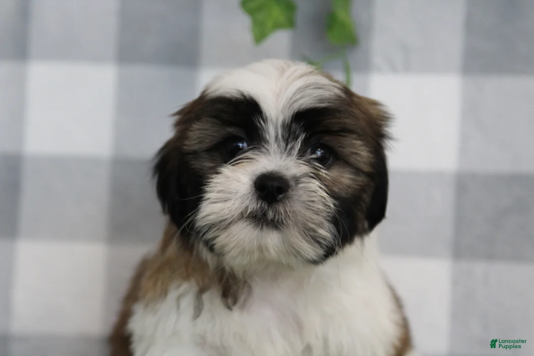 Shih Tzu dogs for sale: Flint - Ad 2