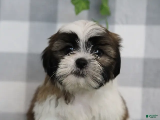 Shih Tzu dogs Flint - Ad 2