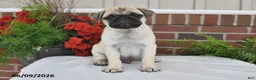 Pug dogs for sale: Sunshine - Ad 3