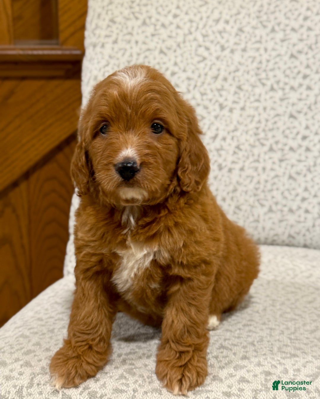 Goldendoodle dogs for sale: Penny - Ad 12