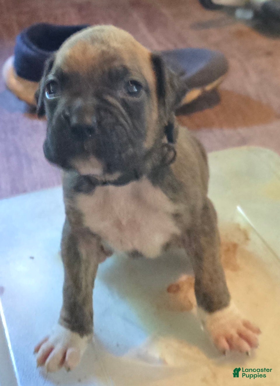 Boxer dogs Boxer Puppy 5 - Ad 1