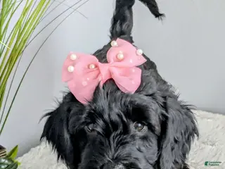 Goldendoodle dogs Golden Mountain Doodle Puppy 3 - Ad 34