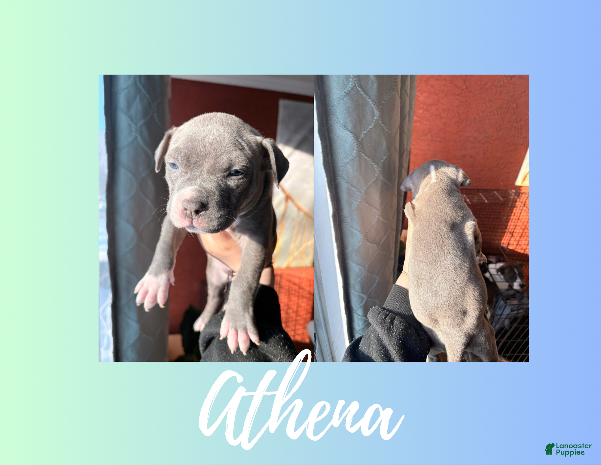 American Pit Bull Terrier dogs American Pit Bull Terrier Puppy 5 - Ad 13