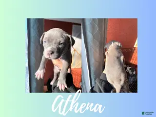 American Pit Bull Terrier dogs American Pit Bull Terrier Puppy 5 - Ad 12
