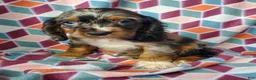 Cocker Spaniel dogs for sale: Silas - Ad 4