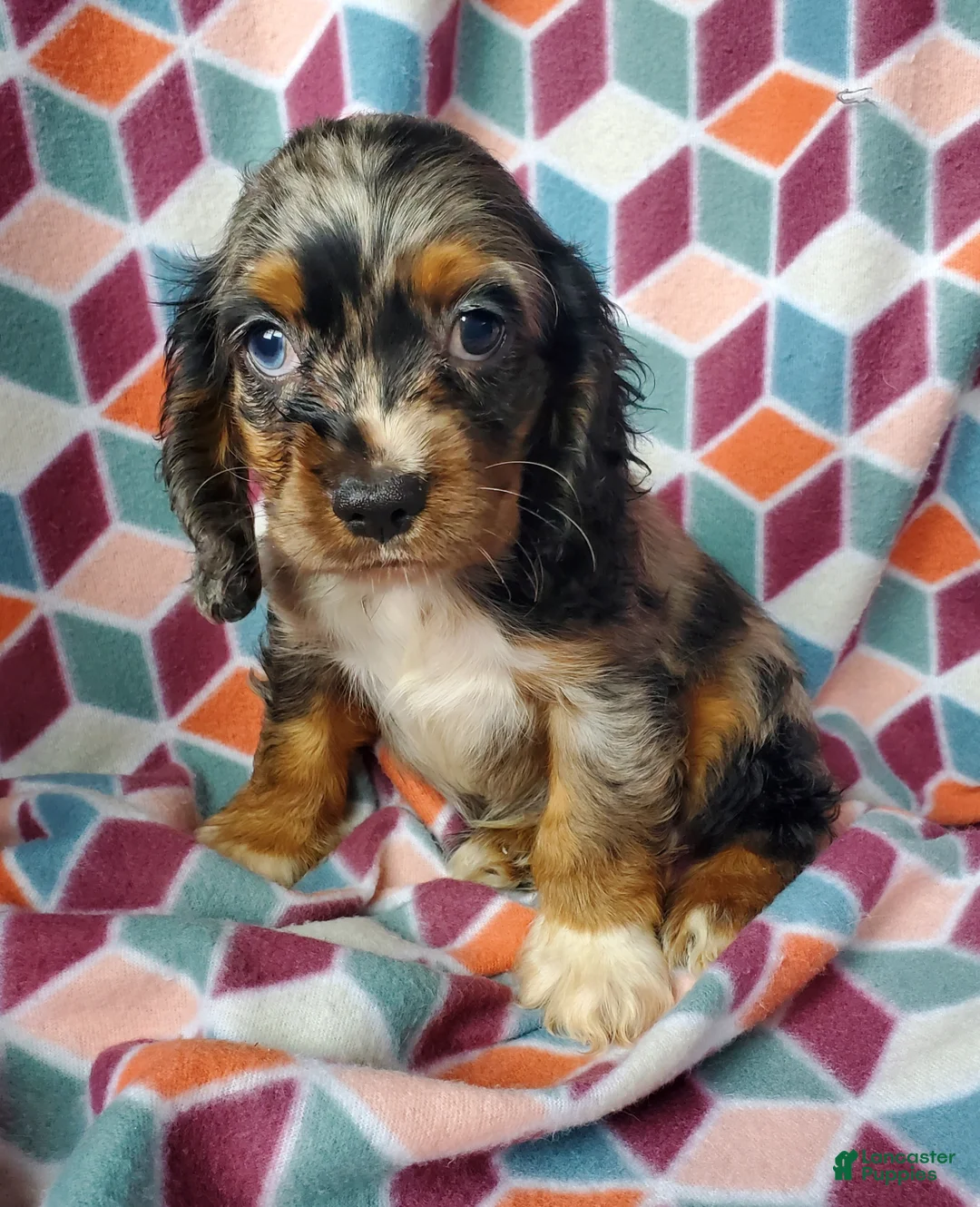 Cocker Spaniel dogs for sale: Silas - Ad 4