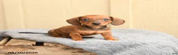 Miniature Dachshund dogs for sale: Frankie  - Ad 1