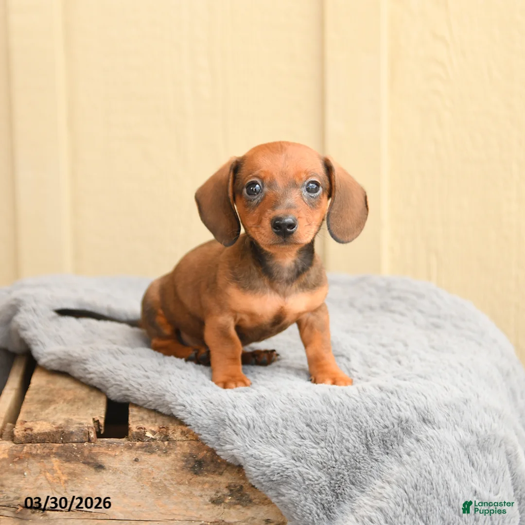 Miniature Dachshund dogs for sale: Frankie  - Ad 1