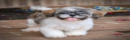 Shih Tzu dogs for sale: Snickers (Neutered) - Ad 14