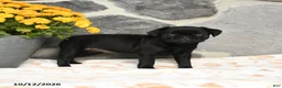 Pug dogs for sale: Muffin - Ad 4