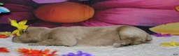 Schnoodle dogs for sale: Sherry  - Ad 4