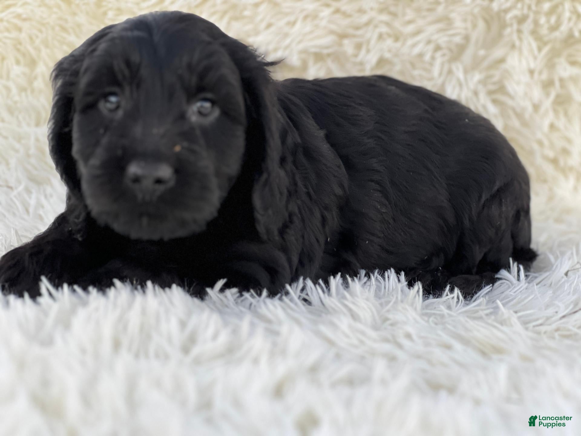 Mixed Breed dogs for sale: Magic - Ad 1